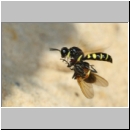 Crabro peltarius - Grabwespe w18d 11mm beim Nestanflug - Sandgrube Niedringhaussee.jpg